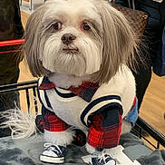 Micky joined the competition — help win amazing prizes! animal, bag, canine, cute, dog, domestic_animal, fashion, floor, fur, furniture, indoor, person, pet, pet_clothing, plaid, shoes, shopping, small_dog, sneakers, vest