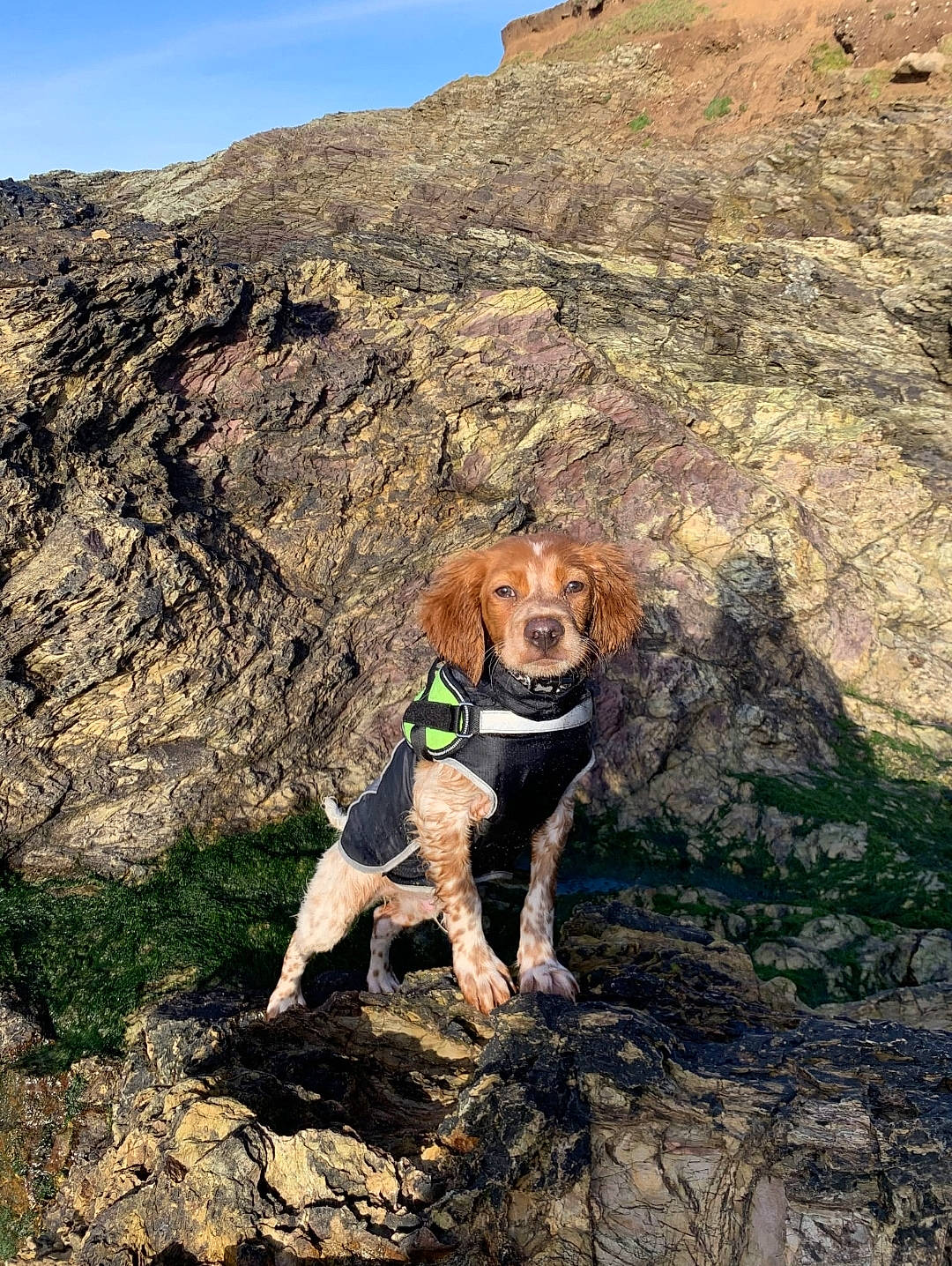 Ollie joined the competition — help win amazing prizes! bedrock, canidae, carnivore, collar, companion_dog, dog, dog_breed, dog_collar, dog_supply, fawn, hill, landscape, mountain, mountainous_landforms, outcrop, recreation, sky, slope, sporting_group, working_animal