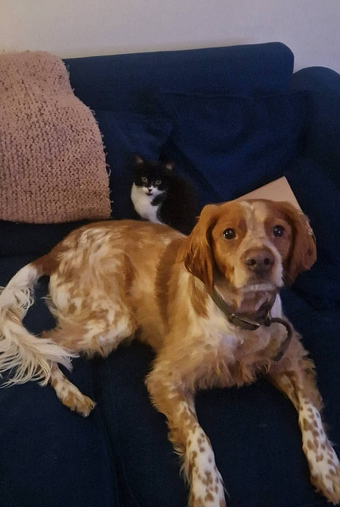 Ollie is registered to the contest to win money with this photo: bored, canidae, carnivore, comfort, companion_dog, couch, dog, dog_breed, fawn, fur, gun_dog, hardwood, liver, mammal, snout, spaniel, sporting_group, tail, wood, working_animal