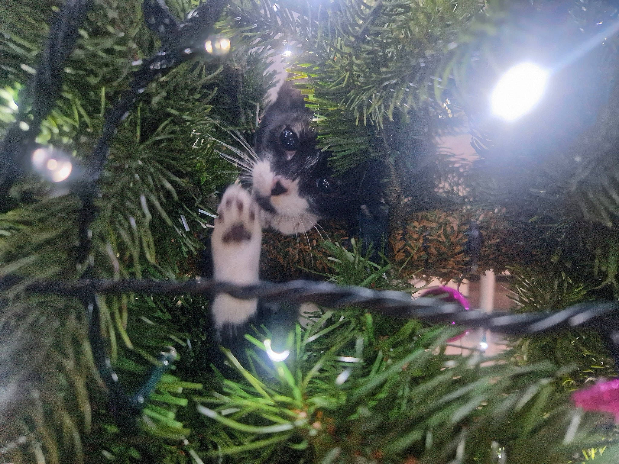 Pumpkin joined the competition — help win amazing prizes! arecales, cat, christmas, christmas_decoration, christmas_eve, christmas_ornament, christmas_tree, event, evergreen, grass, holiday, holiday_ornament, light, organism, ornament, plant, street_light, terrestrial_plant, tree, twig