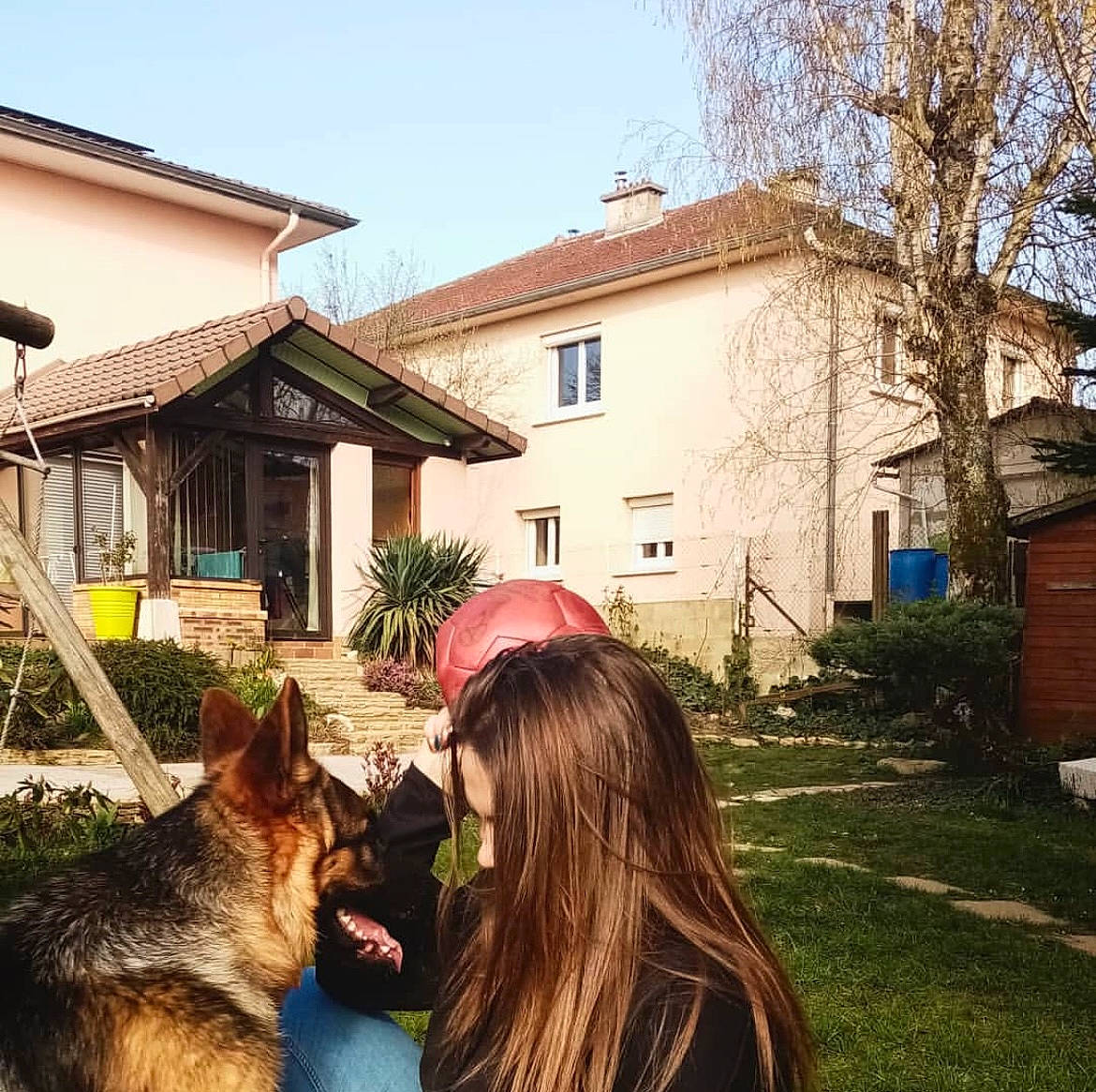 Pookie a rejoint le concours — aidez-le/la à gagner de superbes lots ! building, carnivore, companion_dog, cottage, dog, dog_breed, fawn, grass, happy, house, landscape, leisure, morning, plant, sky, travel, tree, window, wood, working_animal