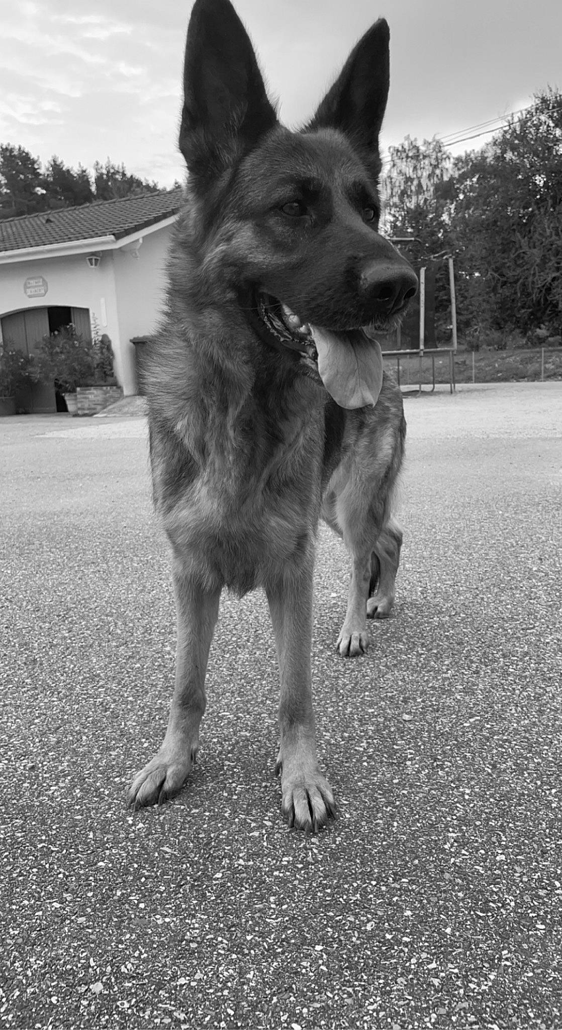 Pookie participe au concours pour gagner de l'argent avec cette photo : black_and_white, canidae, carnivore, dog, dog_breed, east_european_shepherd, german_shepherd_dog, grass, grey, herding_dog, monochrome, monochrome_photography, old_german_shepherd_dog, plant, road_surface, sky, snout, sporting_group, style, tree