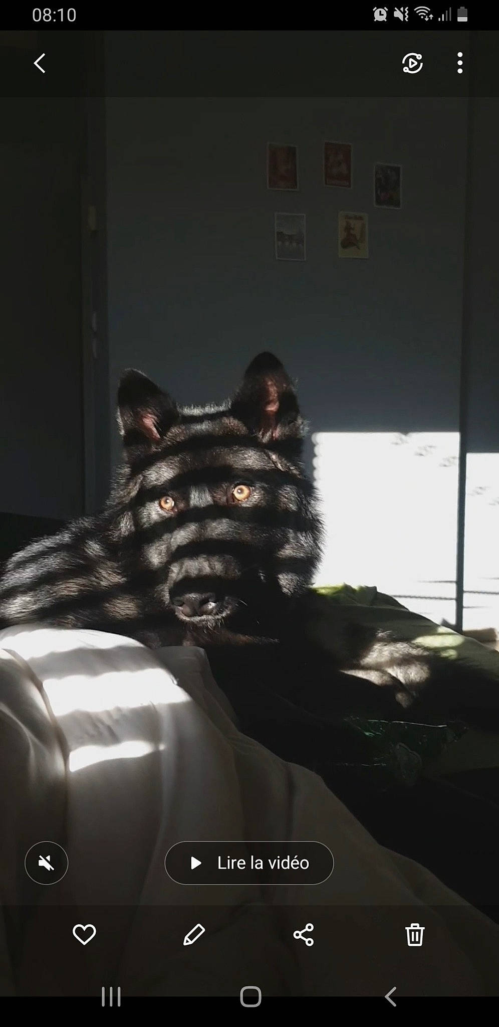 Akela participe au concours pour gagner de l'argent avec cette photo : art, canidae, carnivore, darkness, dog_breed, fang, felidae, fiction, fictional_character, flash_photography, fur, jaw, monochrome_photography, room, small_to_medium_sized_cats, snout, superhero, terrestrial_animal, toy, whiskers