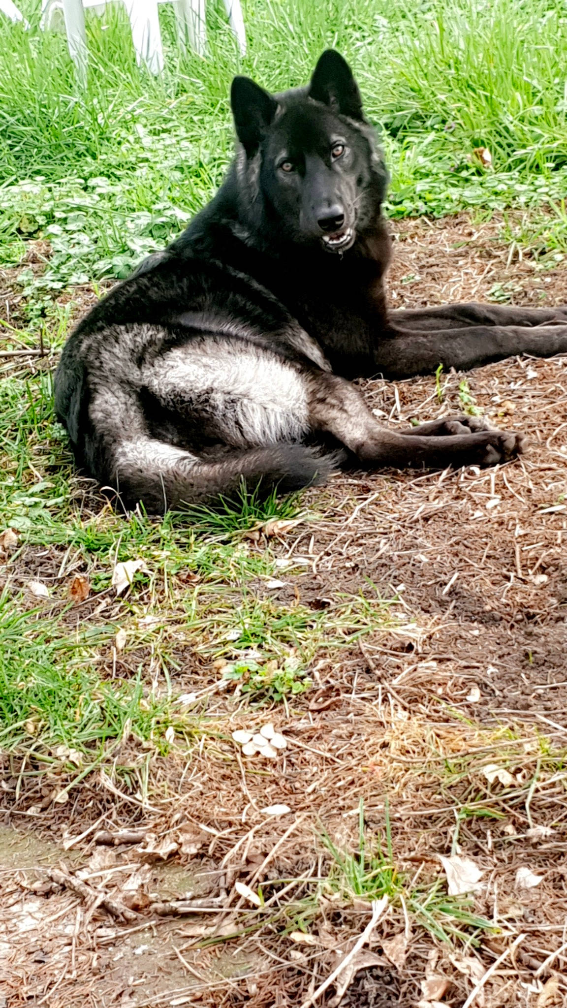 Akela participe au concours pour gagner de l'argent avec cette photo : american_black_bear, canidae, canis, dog, dog_breed, grass, groundcover, non_sporting_group, plant, soil, sporting_group, terrestrial_animal, wolf, working_animal, working_dog