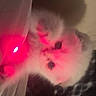 animal, bed, blanket, cat, closeup, cozy, curious, cute, furry, glow, indoor, kitten, pet, playful, red_light, shadow, small_animal, soft, white_fur, young