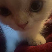 Gary joined the competition — help win amazing prizes! animal, blurry, cat, close_up, cozy, curious, cute, eyes, feline, fur, indoor, kitten, nose, paw, pet, red_blanket, soft, warm, whiskers, young