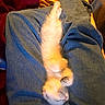 Gary is registered to the contest to win money with this photo: animal, casual, cat, cozy, cute, denim, domestic_animal, feline, fur, indoors, kitten, lap, paws, pet, relaxation, resting, sleeping, small, soft, warm_light