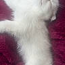 Gary is registered to the contest to win money with this photo: adorable, animal, blanket, cozy, cute, feline, fluffy, fur, indoor, kitten, peaceful, pet, pink, relaxed, resting, sleeping, small, soft, white, young