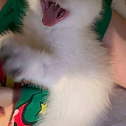 Gary is registered to the contest to win money with this photo: animal, cat, closeup, colorful_clothing, cute, feline, fur, green, indoor, kitten, paw, person, pet, red, resting, sleepy, teeth, white_fur, yawning, young_cat