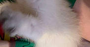 Gary is registered to the contest to win money with this photo: animal, cat, closeup, colorful_clothing, cute, feline, fur, green, indoor, kitten, paw, person, pet, red, resting, sleepy, teeth, white_fur, yawning, young_cat