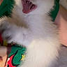 animal, cat, closeup, colorful_clothing, cute, feline, fur, green, indoor, kitten, paw, person, pet, red, resting, sleepy, teeth, white_fur, yawning, young_cat