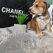 Tyga participe au concours pour gagner de l'argent avec cette photo : puppy, dog, brown_dog, chain_collar, plant, potted_plant, shopping_bag, chanel, fabric, texture, indoor, pet, cute, small_dog, animal, curious, sitting, decor, background, young_dog