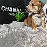 puppy, dog, brown_dog, chain_collar, plant, potted_plant, shopping_bag, chanel, fabric, texture, indoor, pet, cute, small_dog, animal, curious, sitting, decor, background, young_dog
