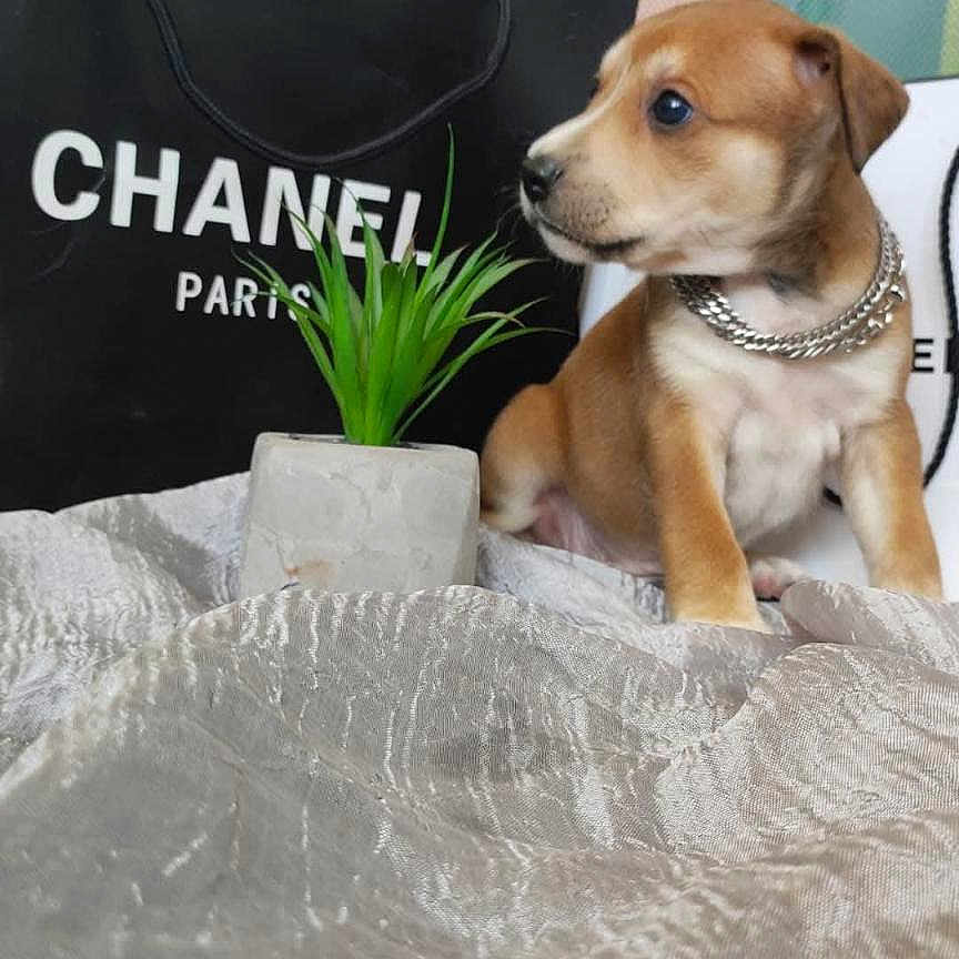 Tyga participe au concours pour gagner de l'argent avec cette photo : puppy, dog, brown_dog, chain_collar, plant, potted_plant, shopping_bag, chanel, fabric, texture, indoor, pet, cute, small_dog, animal, curious, sitting, decor, background, young_dog