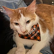 Percy is registered to the contest to win money with this photo: cat, feline, orange_and_white_cat, bandana, plaid_bandana, trick_or_treat_text, whiskers, paws, ears, close_up, portrait, pet, indoor, couch, jeans, sweater, fur, collar, relaxed, cute