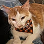 cat, feline, orange_and_white_cat, bandana, plaid_bandana, trick_or_treat_text, whiskers, paws, ears, close_up, portrait, pet, indoor, couch, jeans, sweater, fur, collar, relaxed, cute