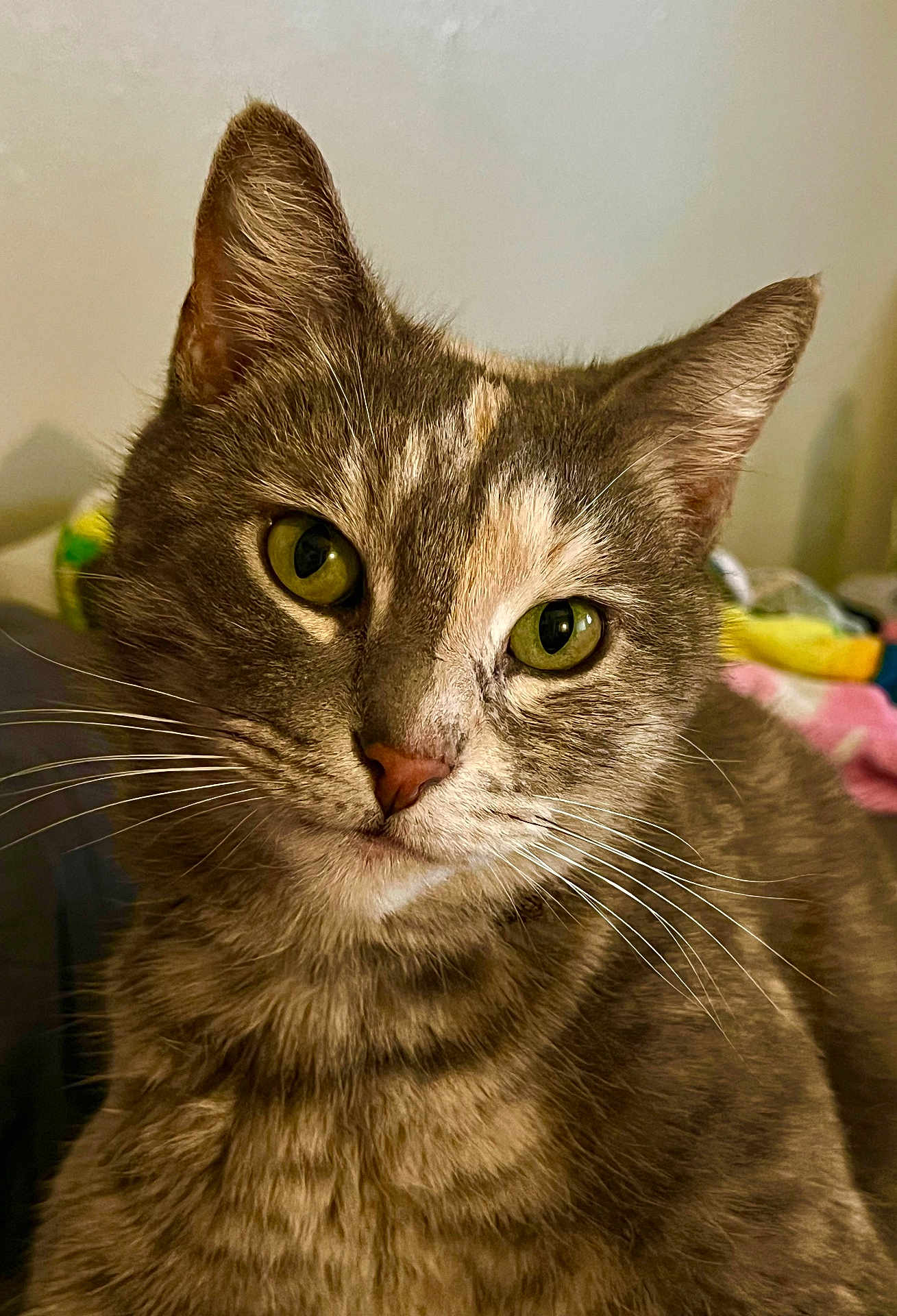 Beeber is registered to the contest to win money with this photo: animal, cat, close_up, curious, cute, domestic_cat, ears, face, feline, fur, green_eyes, indoor, mammal, nose, pet, portrait, relaxed, soft_light, tabby, whiskers