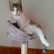 Shana participe au concours pour gagner de l'argent avec cette photo : cat, tabby, white, cat_tree, feline, pet, indoor, relaxed, perch, stretching, wooden_wall, gray, fur, whiskers, tail, paw, domestic_animal, animal, home, cozy