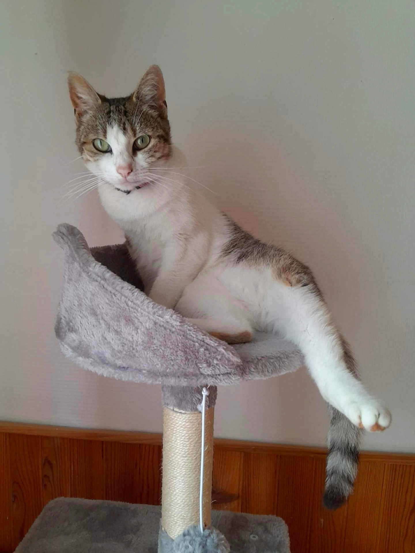 Shana participe au concours pour gagner de l'argent avec cette photo : cat, tabby, white, cat_tree, feline, pet, indoor, relaxed, perch, stretching, wooden_wall, gray, fur, whiskers, tail, paw, domestic_animal, animal, home, cozy