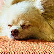 Phoebe is registered to the contest to win money with this photo: dog, sleeping, fluffy, cream_color, close_up, pet, animal, nose, fur, resting, cozy, texture, soft, relaxation, indoors, cute, calm, snout, face, peaceful