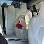 Phoebe is registered to the contest to win money with this photo: dog, white_dog, fluffy_dog, car_interior, car_seat, white_leather, pet_accessory, red_flower, backseat, sunlight, relaxed, cute, small_dog, pomeranian, animal, pet, window, urban_background, seatbelt, cushion