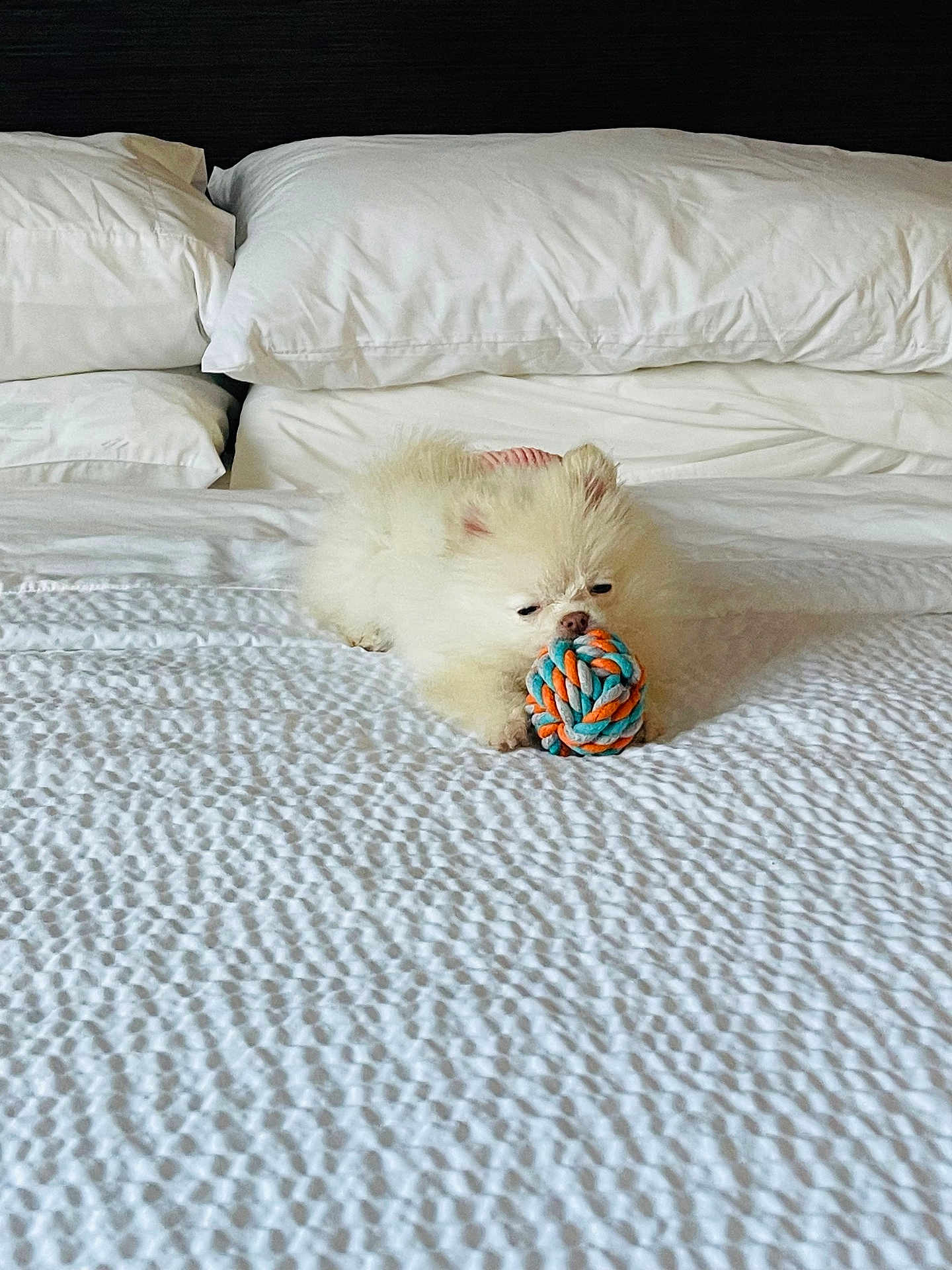 Phoebe is registered to the contest to win money with this photo: puppy, dog, toy, bed, bedding, white, cute, fluffy, rope_toy, indoor, pet, animal, resting, small_dog, cozy, soft, blanket, pillow, sleepy, playful