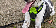 Meyko a rejoint le concours — aidez-le/la à gagner de superbes lots ! animal, black_and_white, canine, close_up, dog, fur, gravel, happy, harness, leash, nature, outdoor, paw, pet, playful, resting, soccer_ball, sport, tongue_out, young_dog