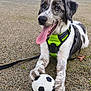 Meyko a rejoint le concours — aidez-le/la à gagner de superbes lots ! dog, animal, pet, playful, soccer_ball, gravel, outdoor, leash, harness, tongue_out, black_and_white, close_up, paw, happy, canine, fur, young_dog, nature, resting, sport