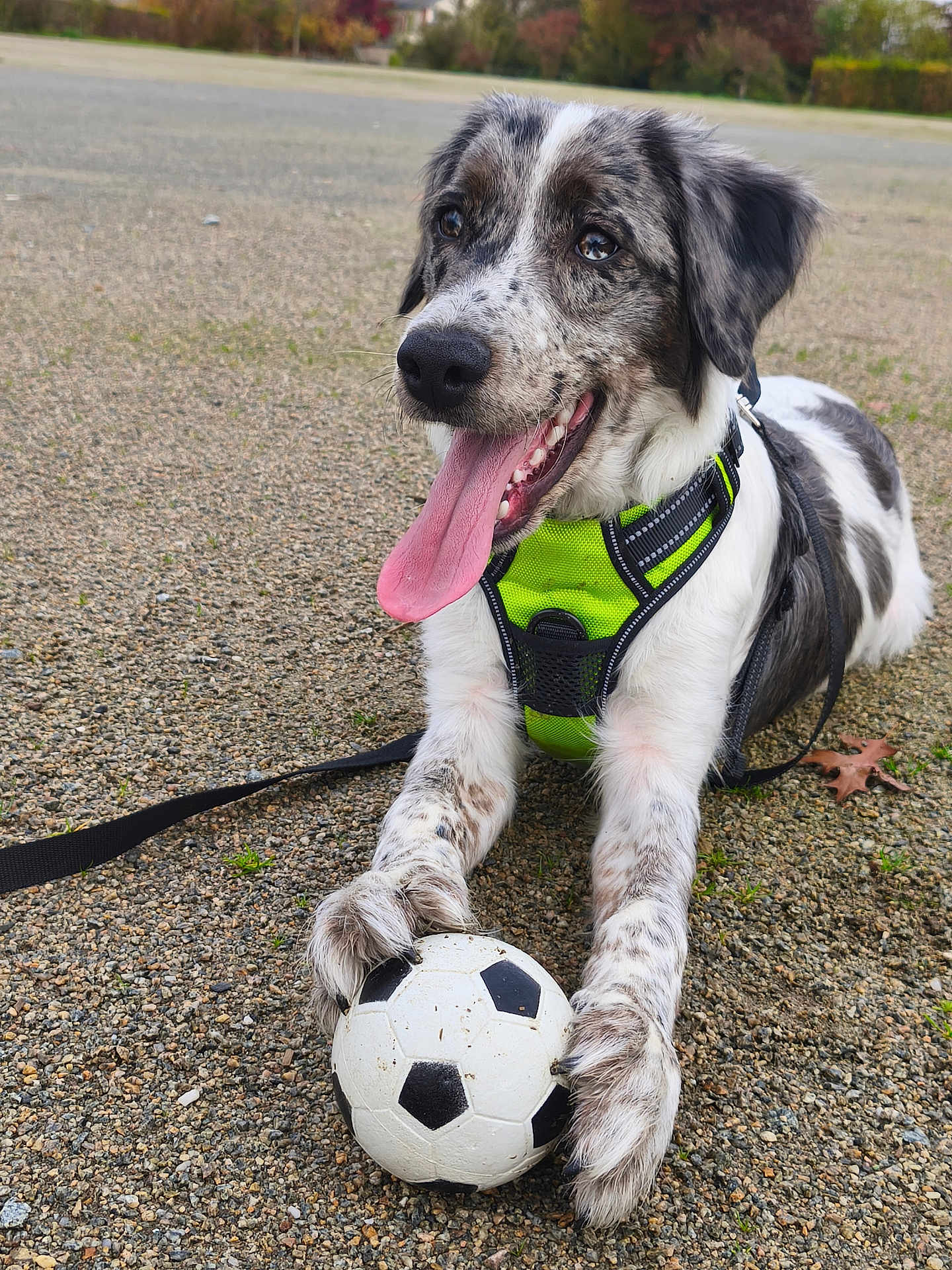 Meyko a rejoint le concours — aidez-le/la à gagner de superbes lots ! dog, animal, pet, playful, soccer_ball, gravel, outdoor, leash, harness, tongue_out, black_and_white, close_up, paw, happy, canine, fur, young_dog, nature, resting, sport
