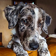 Meyko participe au concours pour gagner de l'argent avec cette photo : dog, close_up, indoor, resting, yellow_cushion, paws, speckled_fur, thoughtful, cozy, portrait, pet, animal, furry, ears, snout, brown, white, black, soft_light, background_blur