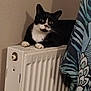 Mousse participe au concours pour gagner de l'argent avec cette photo : cat, black_and_white, radiator, indoor, furniture, animal, pet, relaxed, curious, cozy, wall, patterned_fabric, white, paw, resting, domestic, cute, whiskers, ears, feline