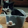 Mousse a rejoint le concours — aidez-le/la à gagner de superbes lots ! cat, black_and_white, pet, container, plastic_box, paws, closed_eyes, wooden_table, indoor, relaxed, feline, cozy, domestic_animal, decor, snowman, background, floor, household, animal, cute