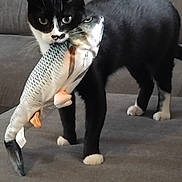 Mousse participe au concours pour gagner de l'argent avec cette photo : cat, black_and_white_cat, fish_toy, toy, couch, indoor, pet, animal, whiskers, curious, feline, playful, domestic_cat, fur, four_legs, paws, tail, close_up, looking_at_camera, living_room