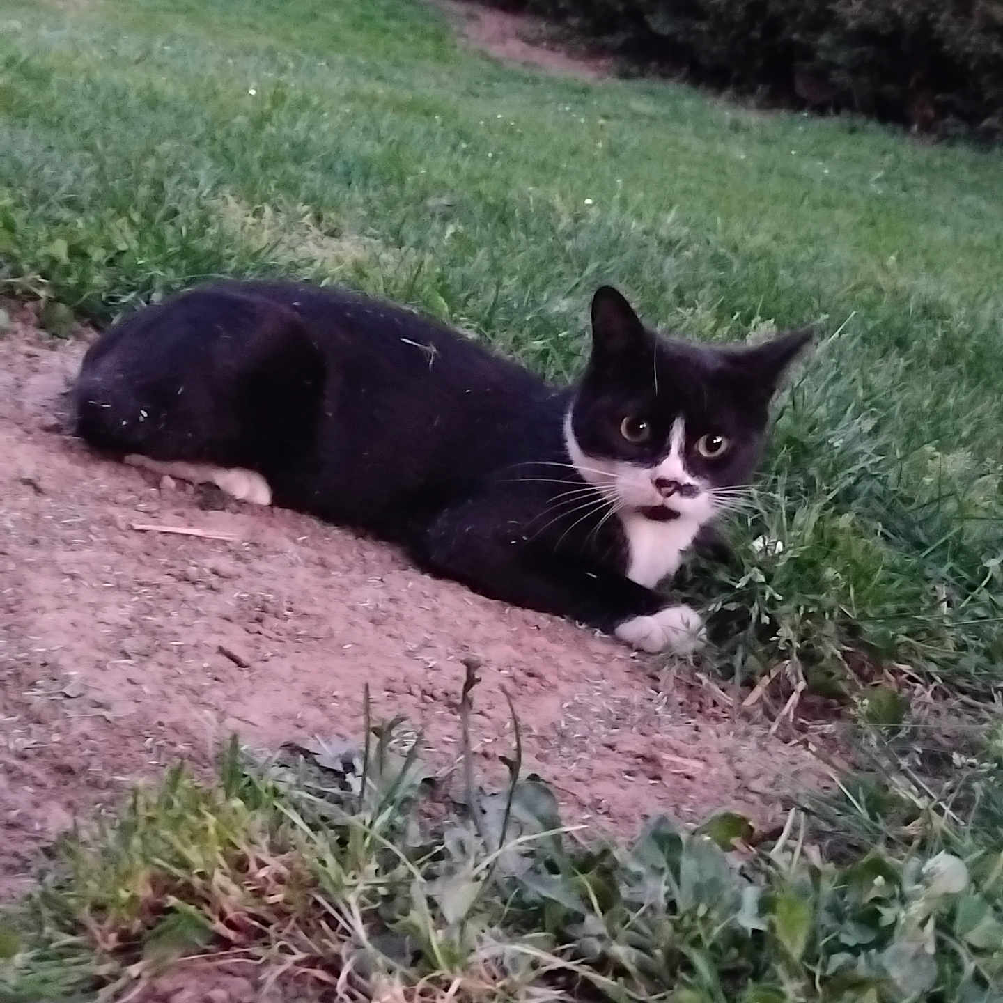 Mousse a rejoint le concours — aidez-le/la à gagner de superbes lots ! alert, animal, black_and_white, cat, curious, cute, dirt, eyes, fur, grass, green, ground, laying_down, mammal, nature, outdoor, pet, small, whiskers, wildlife