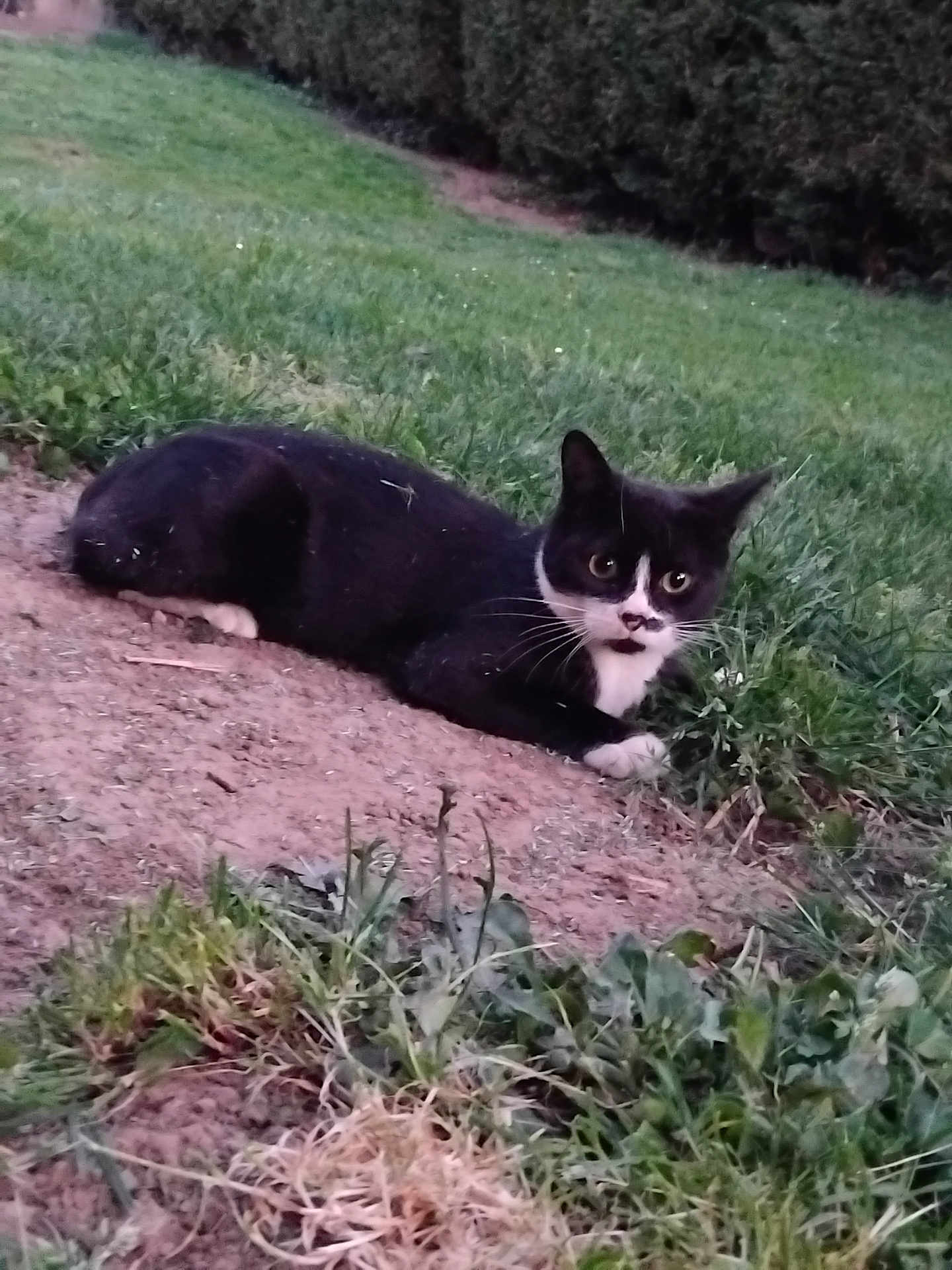 Mousse a rejoint le concours — aidez-le/la à gagner de superbes lots ! cat, black_and_white, animal, grass, dirt, outdoor, pet, alert, nature, mammal, whiskers, fur, cute, eyes, ground, small, laying_down, green, curious, wildlife
