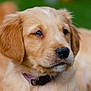 animal, canine, close_up, collar, cute, dog, domestic_animal, fluffy, fur, golden_retriever, green_background, headshot, mammal, outdoor, pet, portrait, puppy, soft_focus, whiskers, young