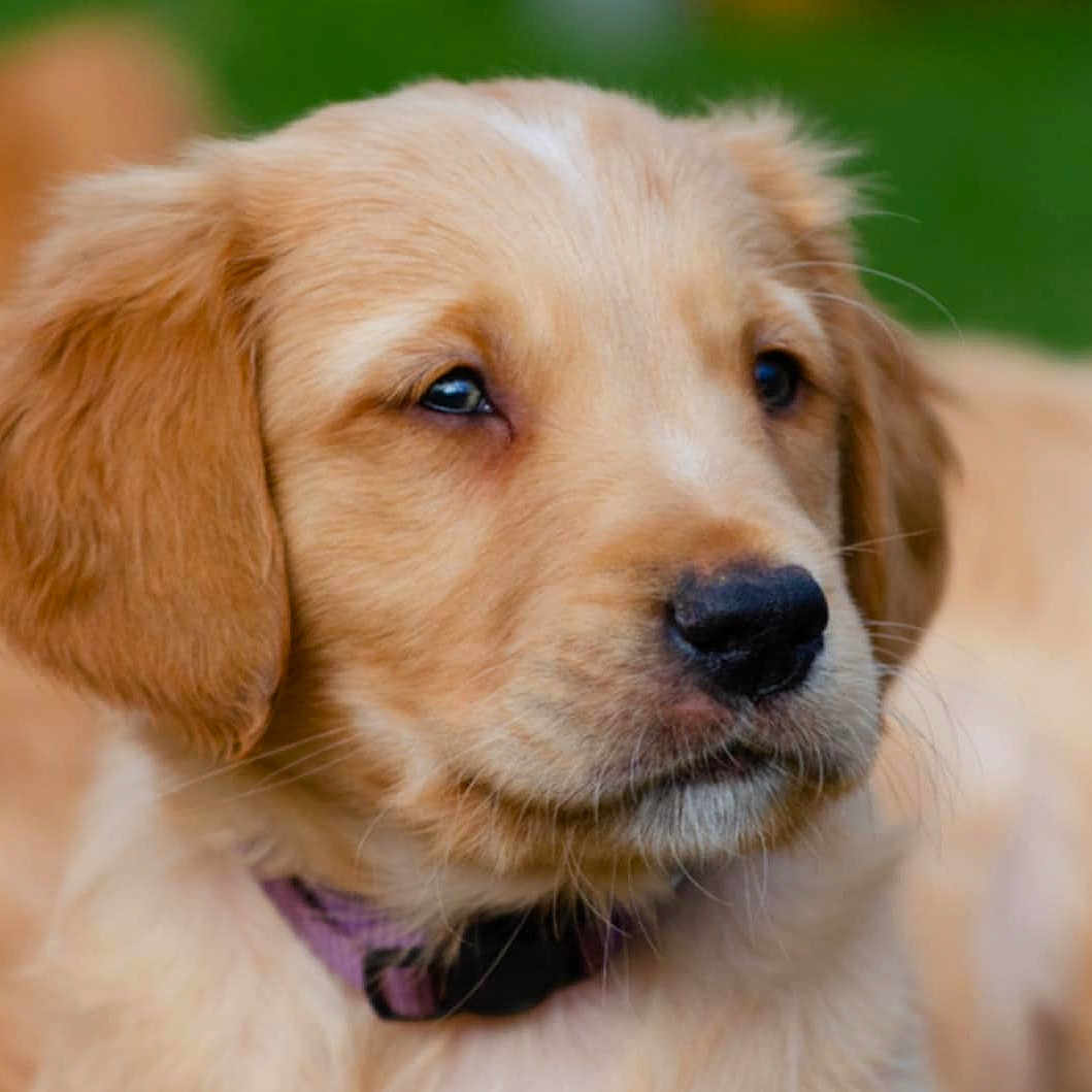 Haachi joined the competition — help win amazing prizes! animal, canine, close_up, collar, cute, dog, domestic_animal, fluffy, fur, golden_retriever, green_background, headshot, mammal, outdoor, pet, portrait, puppy, soft_focus, whiskers, young