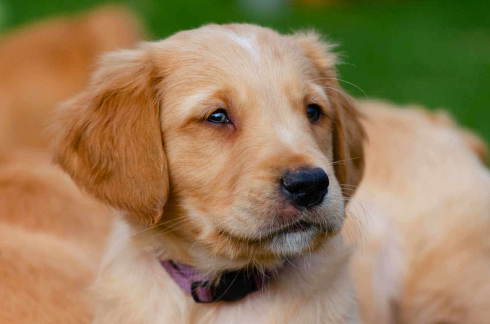 Haachi joined the competition — help win amazing prizes! golden_retriever, puppy, dog, close_up, fur, collar, pet, animal, cute, outdoor, green_background, portrait, mammal, young, canine, fluffy, domestic_animal, headshot, whiskers, soft_focus
