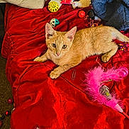 Tigger joined the competition — help win amazing prizes! cat, kitten, orange_cat, red_blanket, toy, feather_toy, ball, pillow, blanket, indoor, pet, cute, fur, animal, playful, resting, cozy, eyes, looking, home