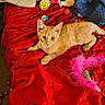 cat, kitten, orange_cat, red_blanket, toy, feather_toy, ball, pillow, blanket, indoor, pet, cute, fur, animal, playful, resting, cozy, eyes, looking, home