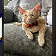 Tigger joined the competition — help win amazing prizes! animal, bow_tie, cat, close_up, couch, ears, fur, indoors, living_room, lounging, orange_cat, pet, phone_screenshot, plaid, portrait, recliner, sitting, sleepy, tabby, whiskers