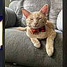 animal, bow_tie, cat, close_up, couch, ears, fur, indoors, living_room, lounging, orange_cat, pet, phone_screenshot, plaid, portrait, recliner, sitting, sleepy, tabby, whiskers