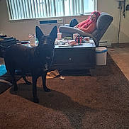 Felony is registered to the contest to win money with this photo: dog, black_dog, person, red_hair, recliner, carpet, coffee_table, window, vertical_blinds, indoor, relaxing, shadow, cup, papers, pen_holder, trash_can, floor, home, casual, glasses