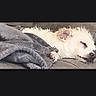 animal, blanket, comfort, companion, couch, cozy, cute, dog, domestic, fur, furry, home, indoor, nap, pet, relaxation, resting, sleeping, small_dog, white_dog