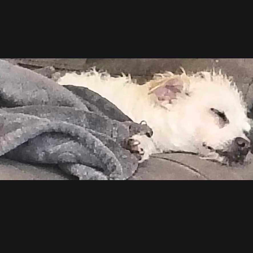 Sissy is registered to the contest to win money with this photo: dog, sleeping, blanket, couch, pet, white_dog, cozy, nap, indoor, fur, resting, animal, cute, domestic, companion, relaxation, furry, home, comfort, small_dog