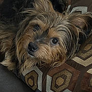 Paco is registered to the contest to win money with this photo: adorable, black_nose, brown_fur, close_up, couch, cozy, cushion, dog, geometric_pattern, home, indoor, long_hair, looking_at_camera, lying_down, patterned_fabric, pet, portrait, resting, shaggy_dog, small_dog