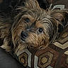 adorable, black_nose, brown_fur, close_up, couch, cozy, cushion, dog, geometric_pattern, home, indoor, long_hair, looking_at_camera, lying_down, patterned_fabric, pet, portrait, resting, shaggy_dog, small_dog
