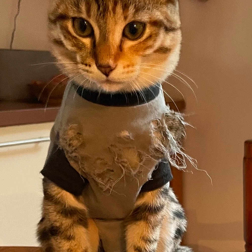 Mia participe au concours pour gagner de l'argent avec cette photo : animal, background_objects, cat, clothing, cute, domestic_cat, ears, eyes, feline, fur, indoor, kitchen, pet, sitting, tabby_cat, tail, tattered_shirt, warm_lighting, whiskers, wooden_table