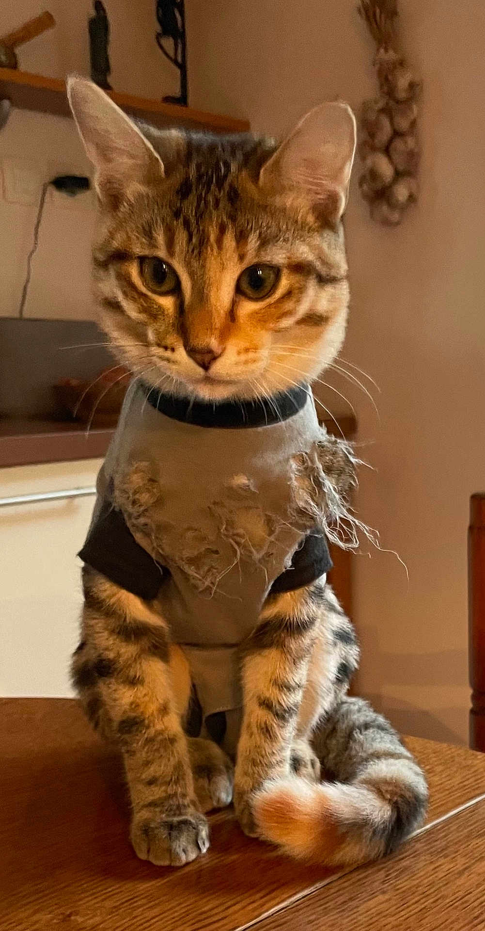 Mia participe au concours pour gagner de l'argent avec cette photo : cat, tabby_cat, pet, indoor, clothing, tattered_shirt, wooden_table, kitchen, fur, tail, ears, whiskers, eyes, domestic_cat, feline, sitting, animal, cute, warm_lighting, background_objects