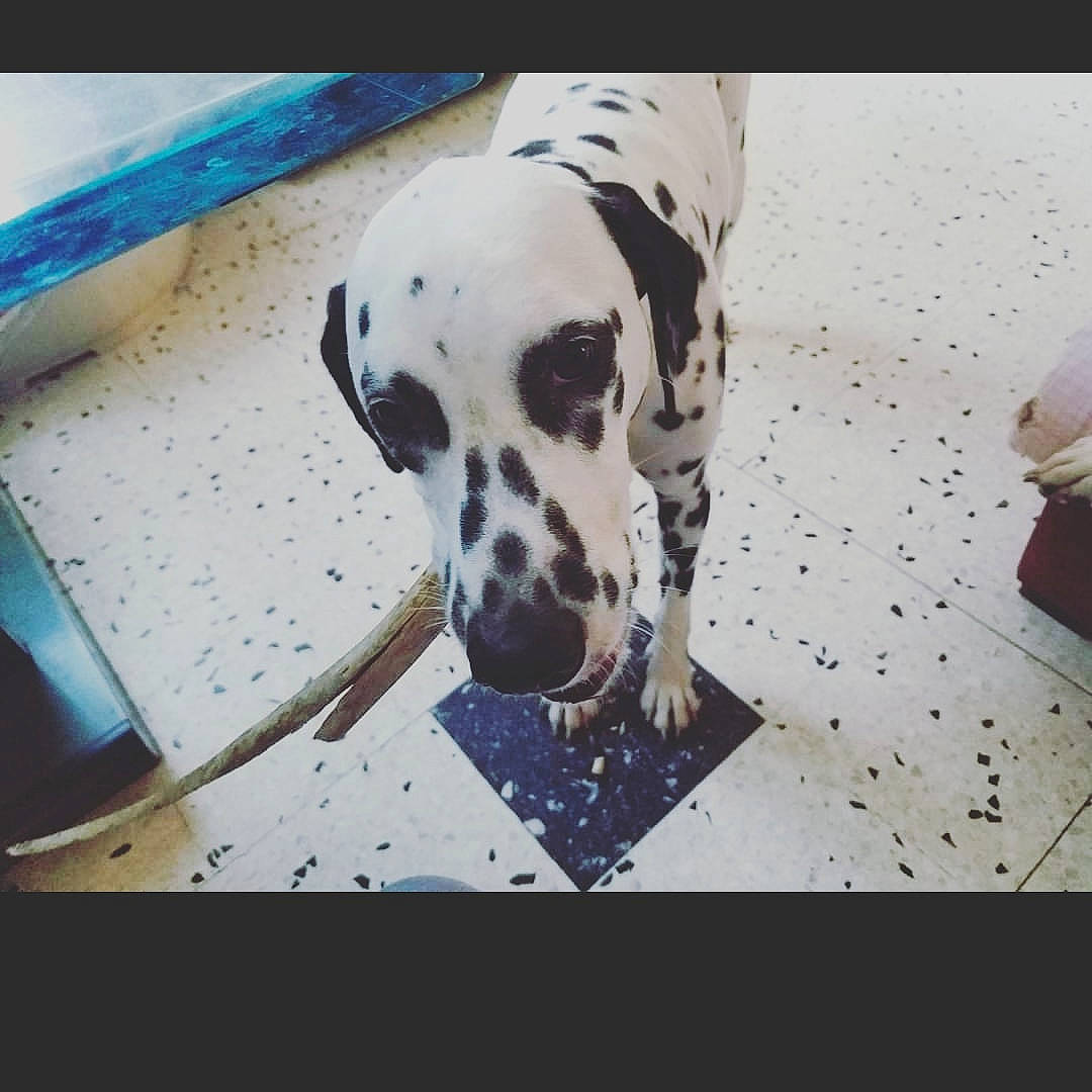 Oprah a rejoint le concours — aidez-le/la à gagner de superbes lots ! canidae, carnivore, companion_dog, dalmatian, dog, dog_breed, fawn, flooring, metal, non_sporting_group, pattern, paw, rectangle, snout, sporting_group, square, vehicle_door, visual_arts, windshield, working_animal